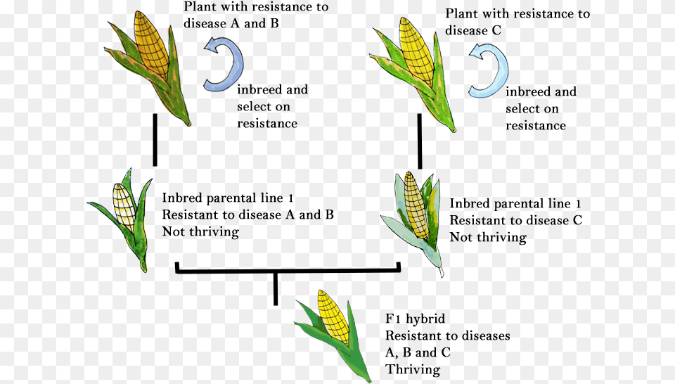 Iris, Leaf, Plant, Food, Grain Png Image