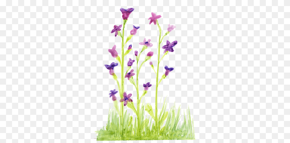 Iris, Flower, Plant, Purple, Petal Free Png Download