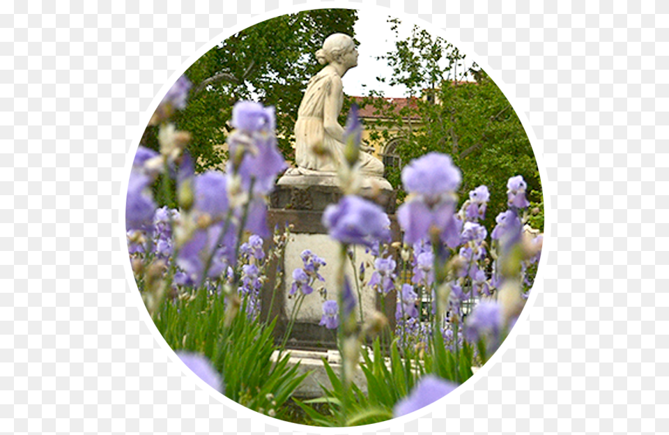 Iris, Flower, Garden, Nature, Outdoors Png Image