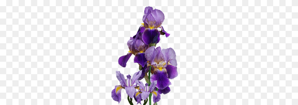 Iris Flower, Plant, Purple, Petal Free Transparent Png