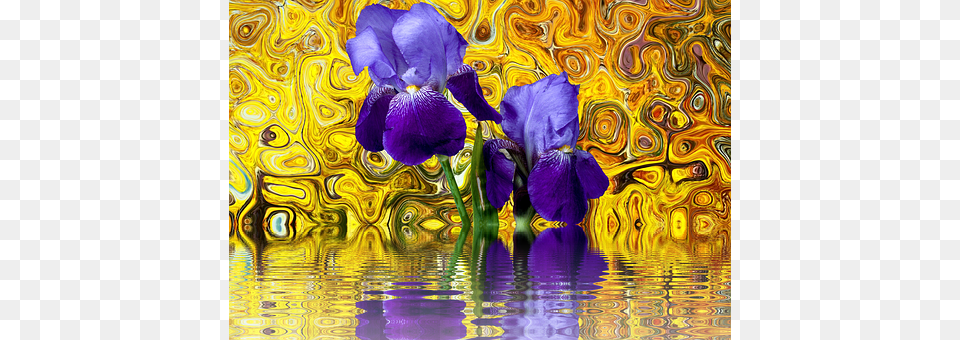 Iris Flower, Petal, Plant, Purple Free Transparent Png