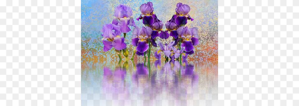 Iris Flower, Geranium, Petal, Plant Free Png Download