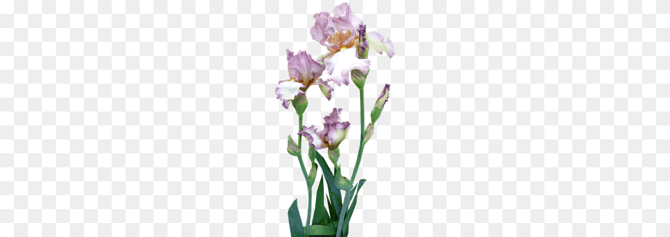 Iris Flower, Plant, Petal Free Png