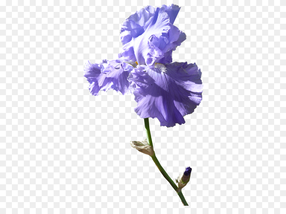 Iris Flower, Geranium, Plant, Petal Free Png