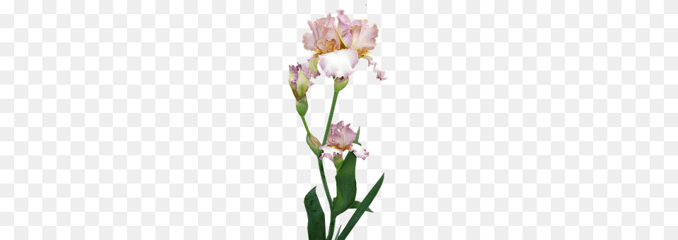 Iris Flower, Plant, Person, Petal Free Png Download