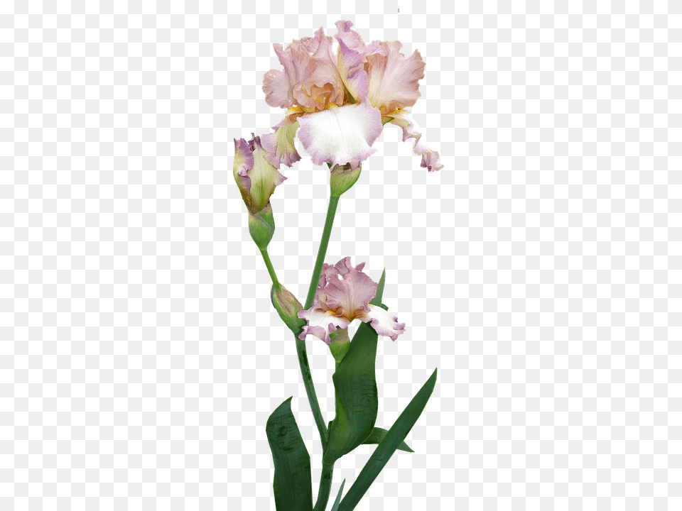 Iris Flower, Plant, Petal, Acanthaceae Png