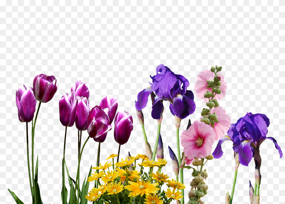 Iris Flower, Flower Arrangement, Flower Bouquet, Petal Png Image