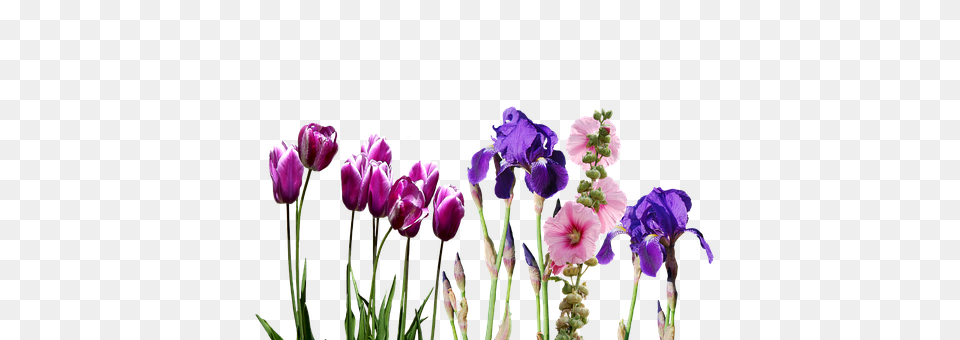 Iris Flower, Plant, Purple, Flower Arrangement Free Png