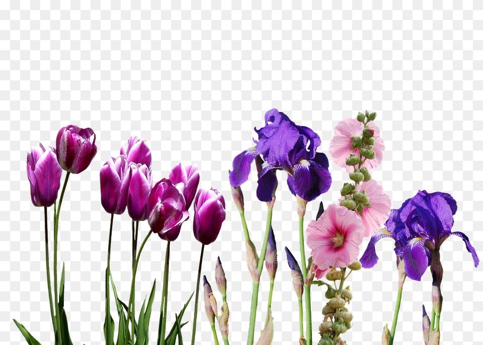 Iris Flower, Geranium, Petal, Plant Free Png
