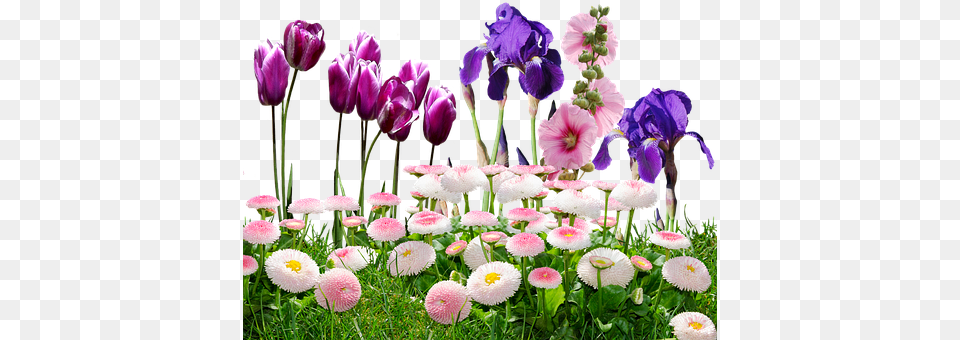 Iris Plant, Petal, Flower, Daisy Png Image