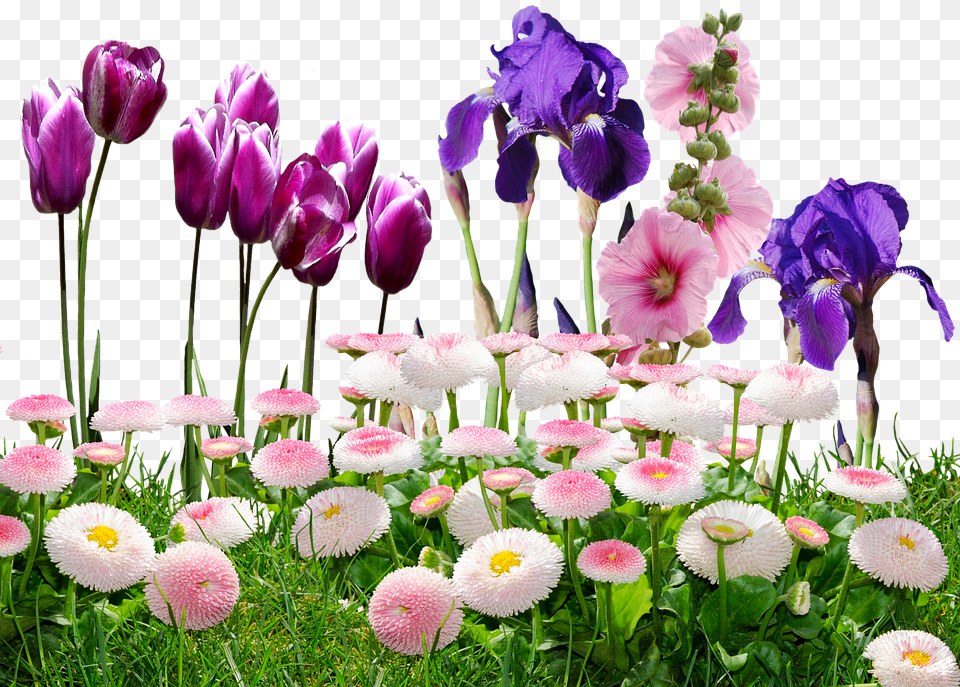 Iris Plant, Flower, Petal, Daisy Free Png Download