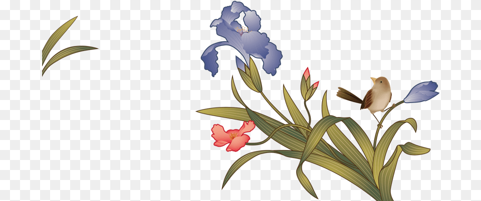 Iris, Plant, Flower, Pattern, Bird Png
