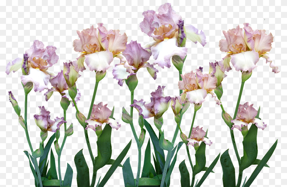 Iris Flower, Petal, Plant, Pollen Png Image