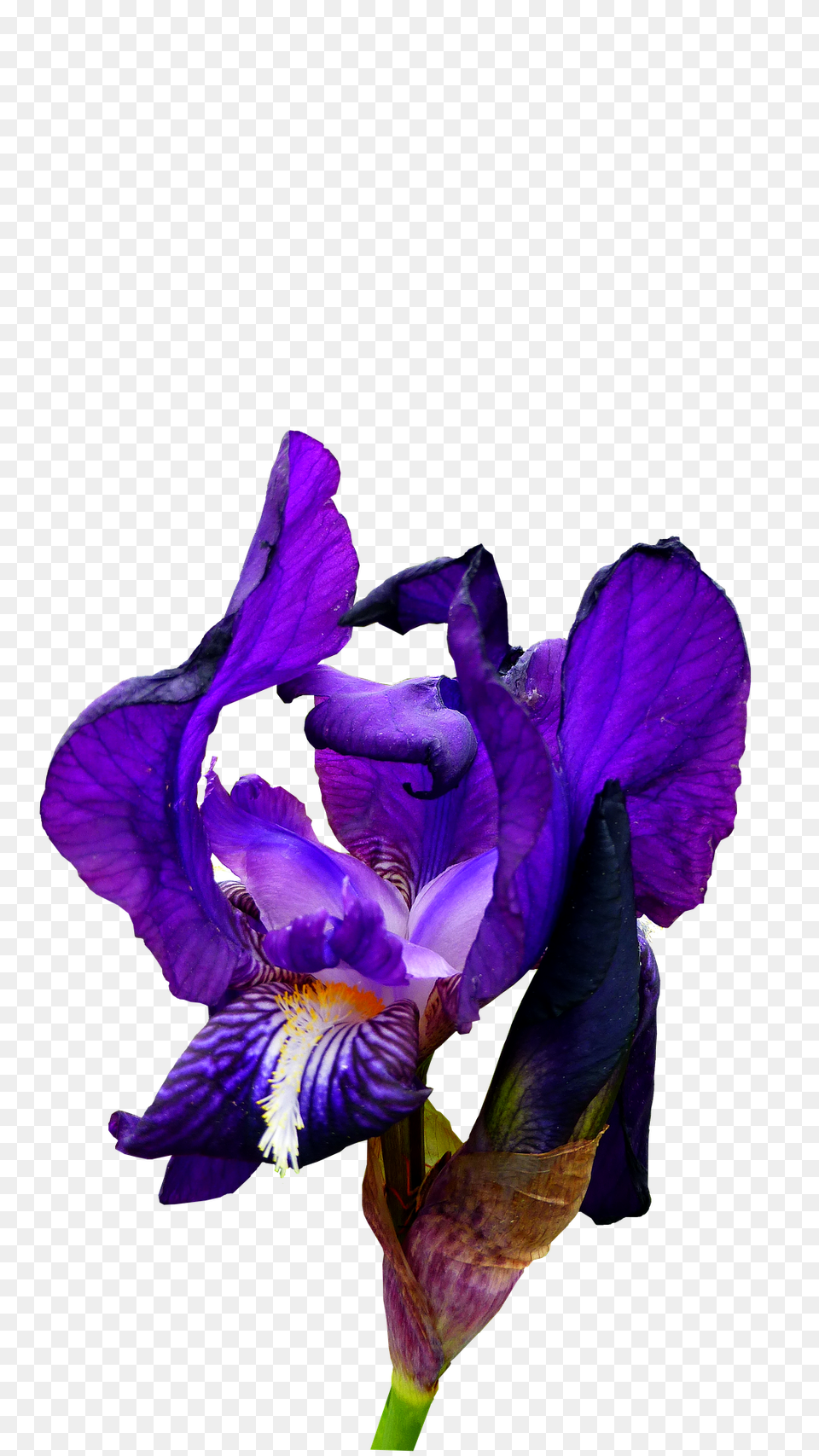 Iris Flower, Plant, Purple, Geranium Png Image
