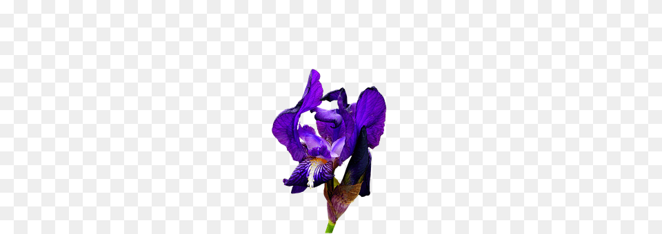 Iris Flower, Plant, Purple, Person Free Transparent Png