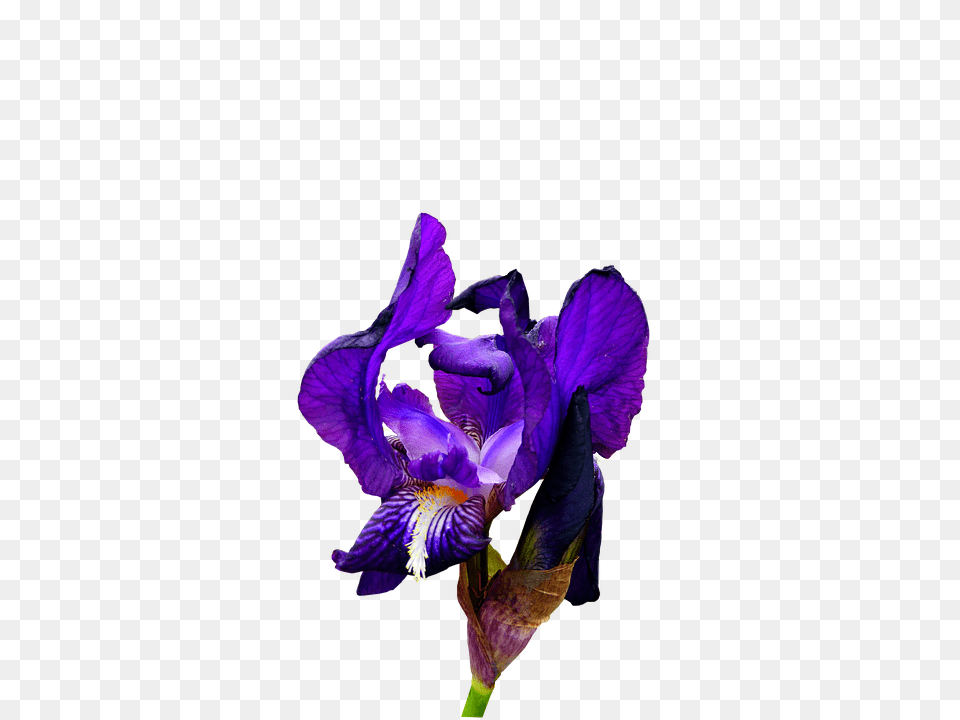 Iris Flower, Plant, Purple, Geranium Png