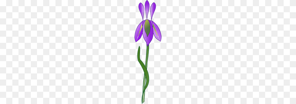 Iris Flower, Plant, Purple, Petal Png