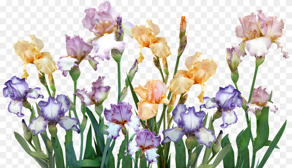 Iris, Flower, Petal, Plant, Flower Arrangement Free Png