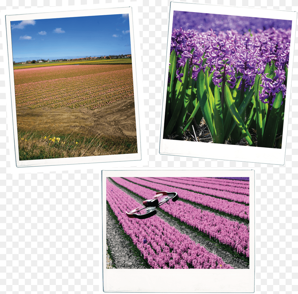 Iris, Art, Collage, Flower, Plant Free Png Download