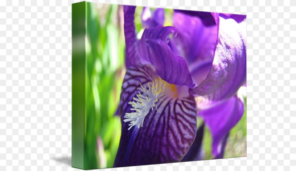 Iris Bearded Iris Flowers, Flower, Petal, Plant, Purple Free Png Download