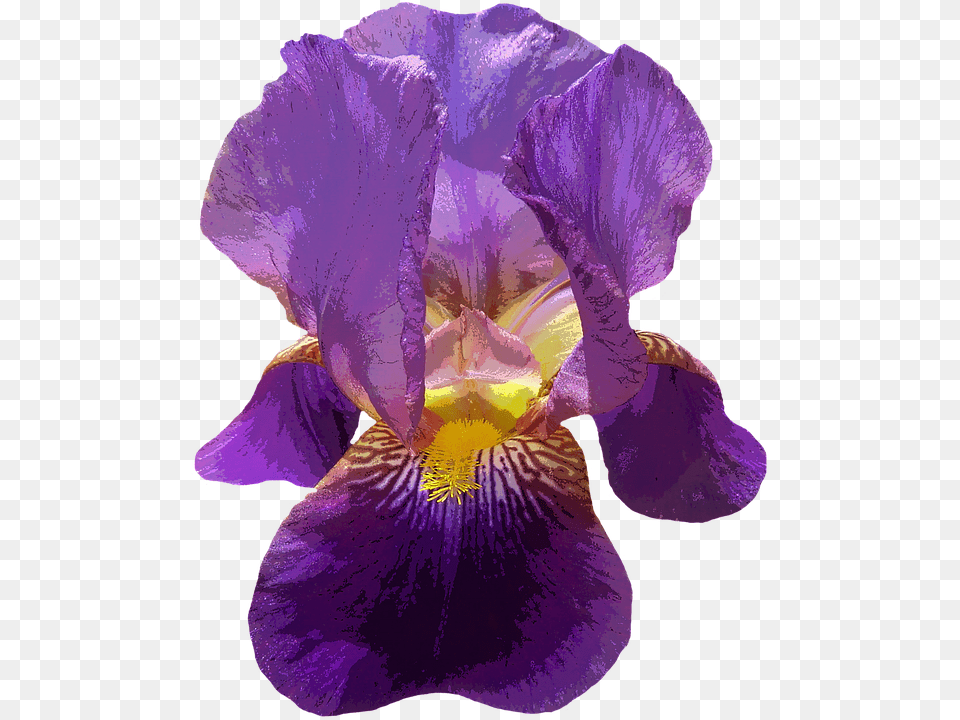 Iris Blossom Bloom Purple Garden Dark Iris Flower On Background, Plant, Petal, Person Free Png