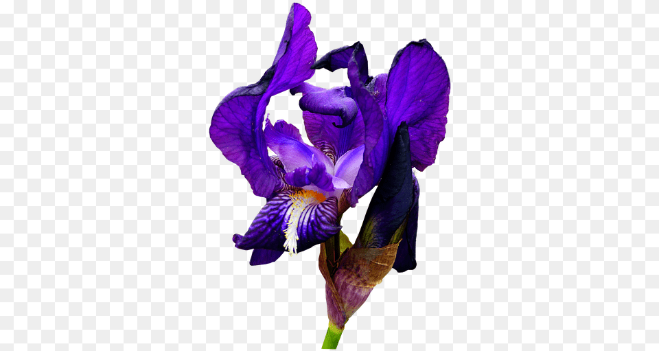 Iris Blue Flower Photo On Pixabay, Plant, Purple, Geranium, Person Free Png Download