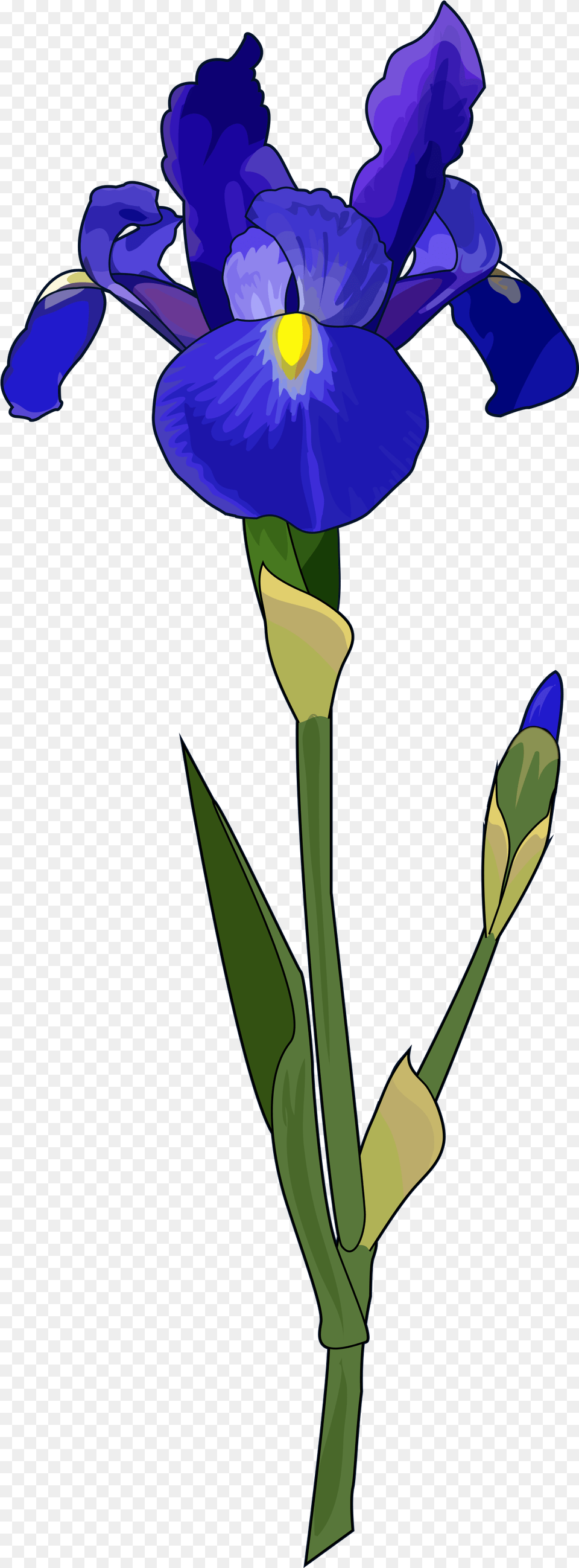 Iris Blue Iris Flower, Plant, Purple, Petal Free Png Download