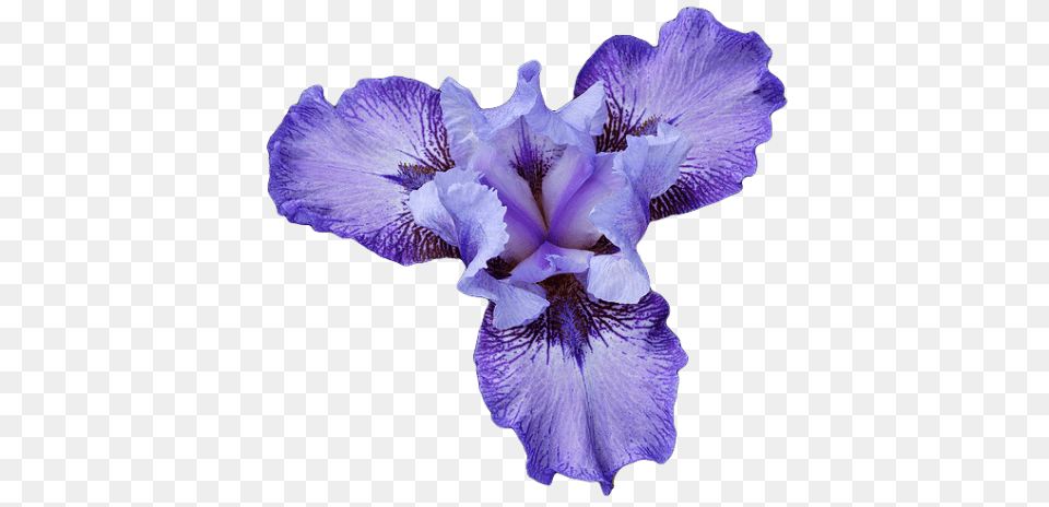 Iris Close Up, Flower, Plant, Purple, Petal Png