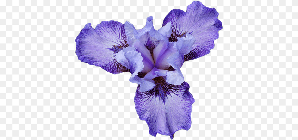 Iris Close Up Transparent Iris Flower Transparent, Plant, Purple, Petal Free Png