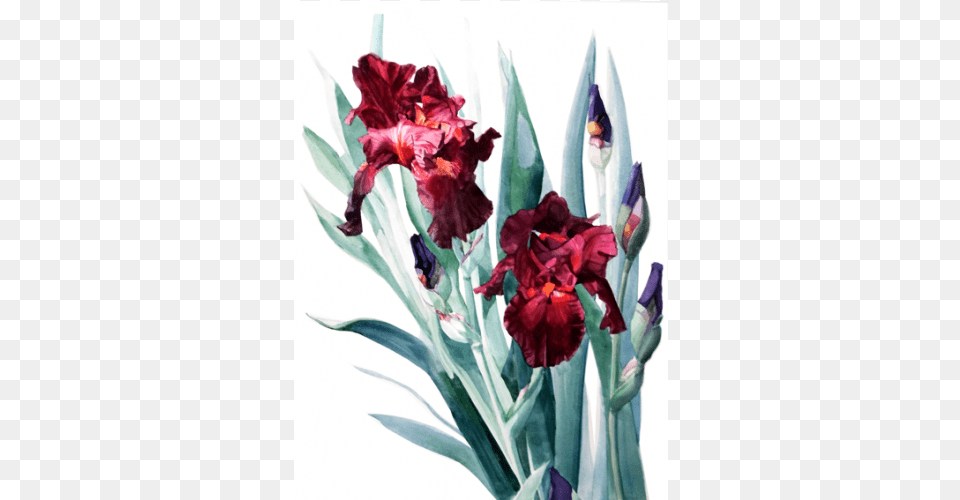 Iris Donatello The Artwork Factory Red Iris Painting, Flower, Petal, Plant Png