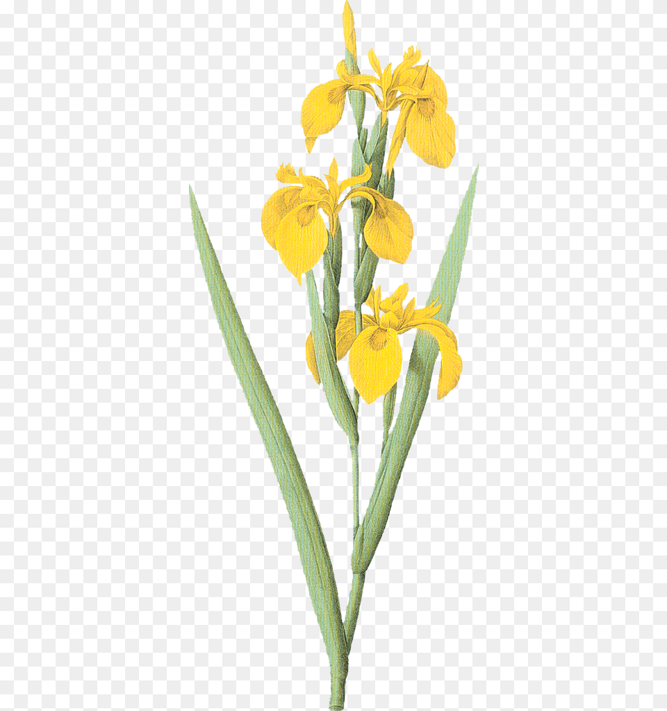 Iris Drawing Botanical Illustration Yellow Flag Iris Drawing, Flower, Plant, Anther, Daffodil Free Png Download