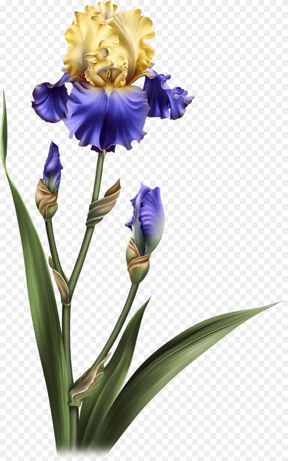 Iris Dreams Flower Pots Potted Flowers, Petal, Plant Free Png