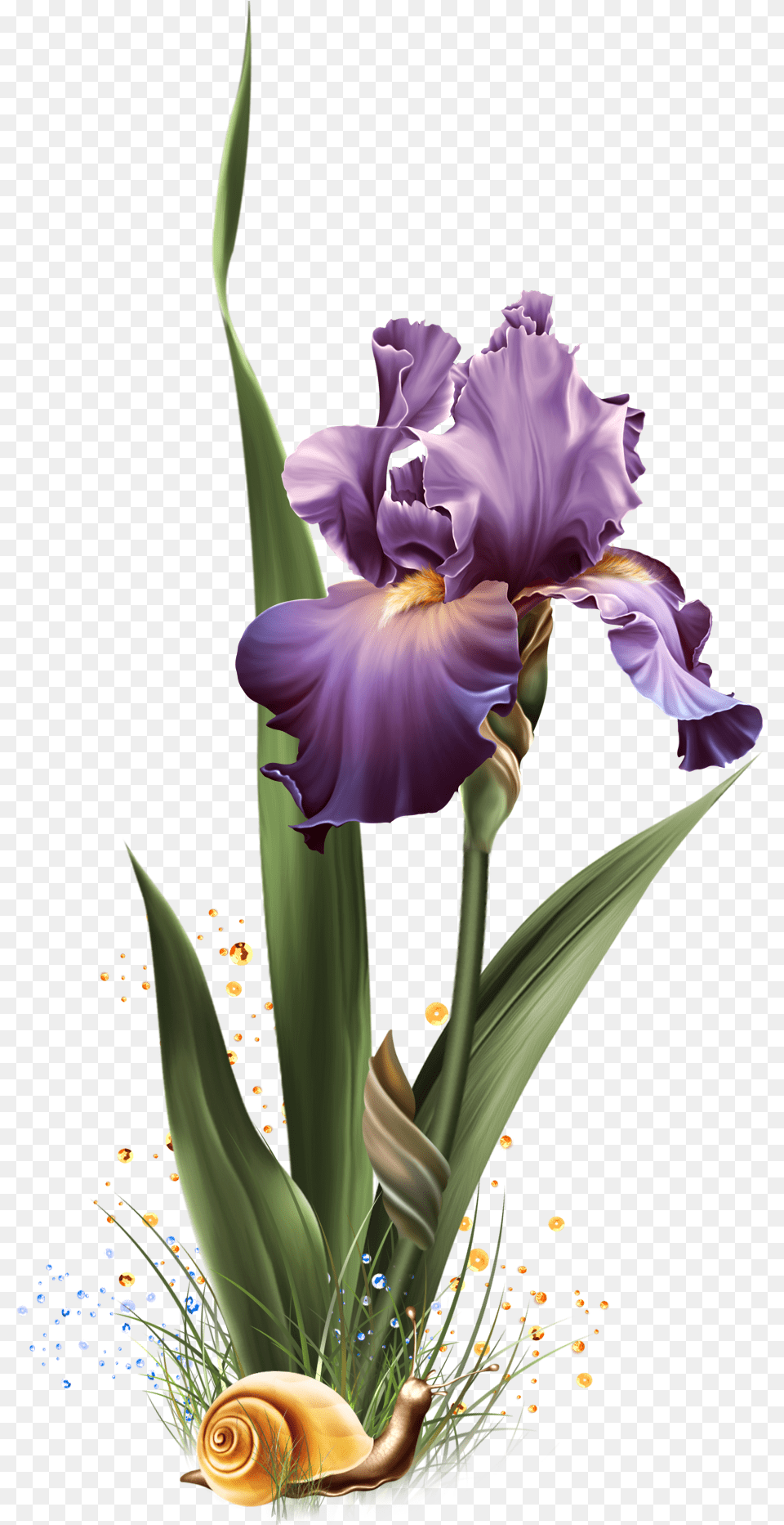 Iris Dreams Jaguarwoman, Flower, Plant, Petal, Flower Arrangement Png