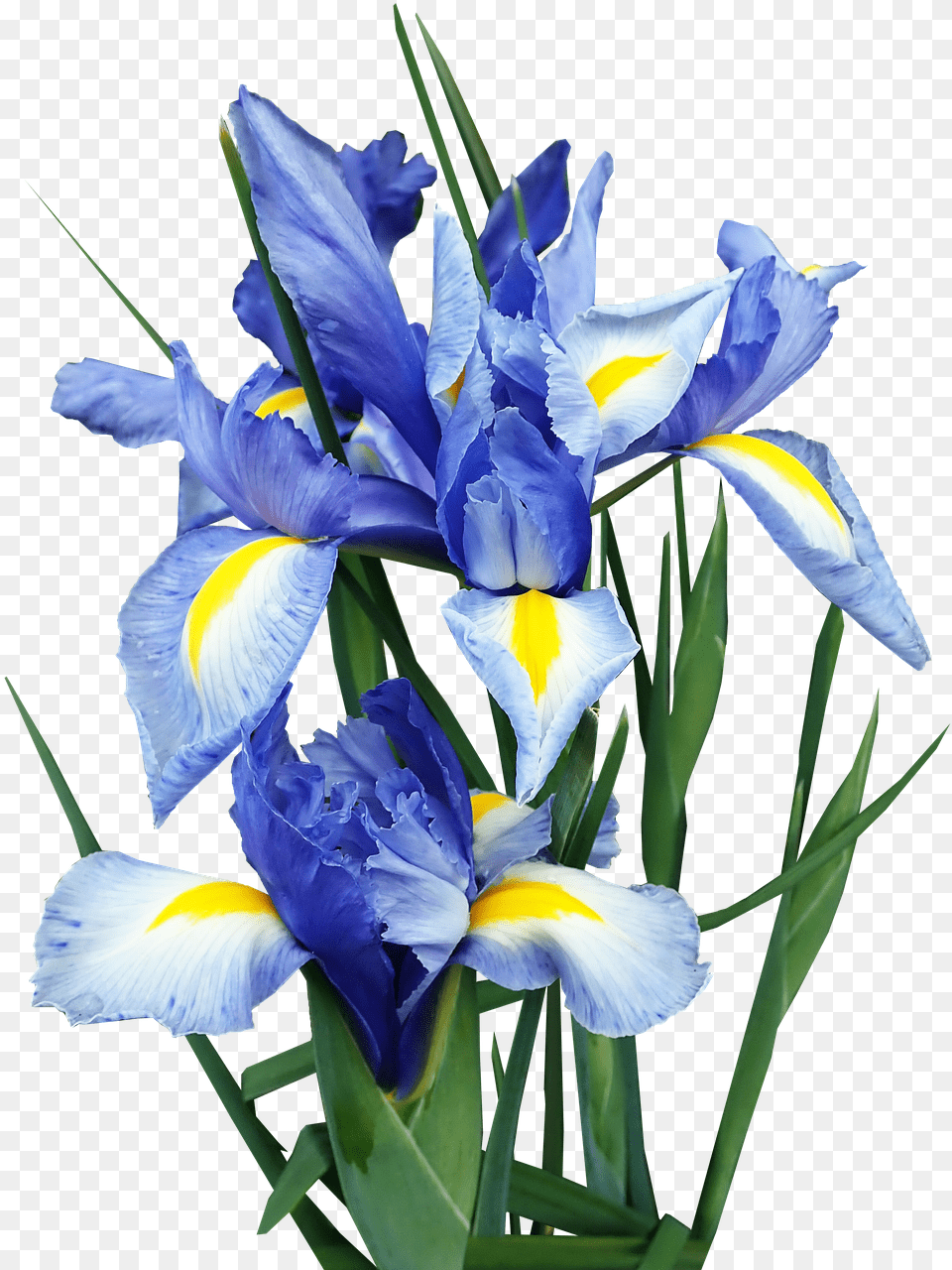 Iris Dutch Blue Flowers Bulbs Cut Out Isolated Algerian Iris, Flower, Plant, Petal Png