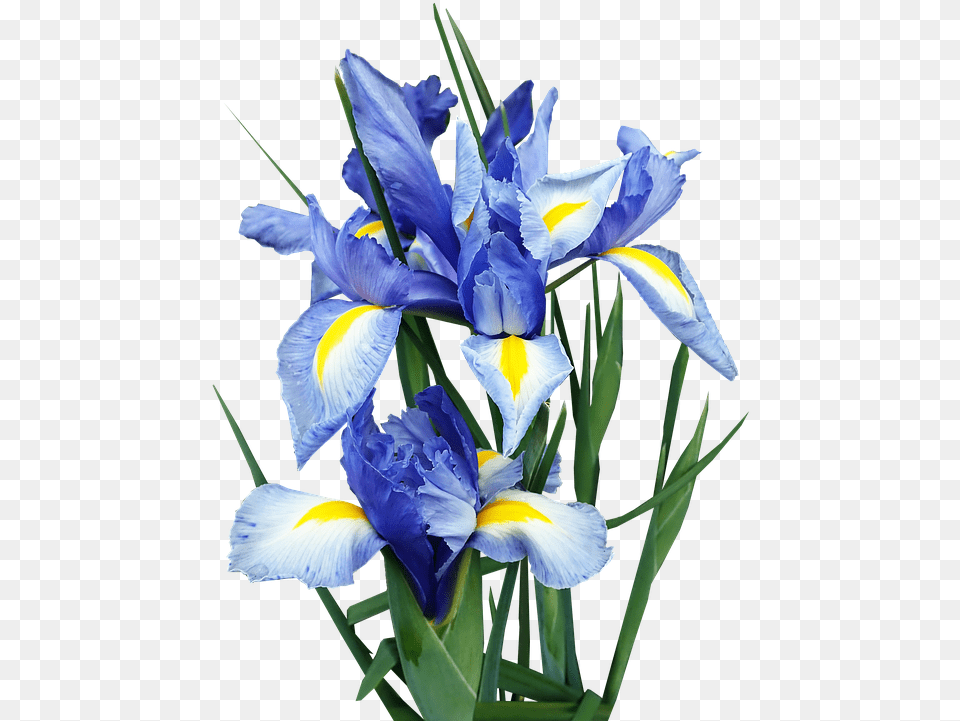Iris Dutch Blue Photo On Pixabay Dutch Iris Flower, Plant, Petal Free Png Download