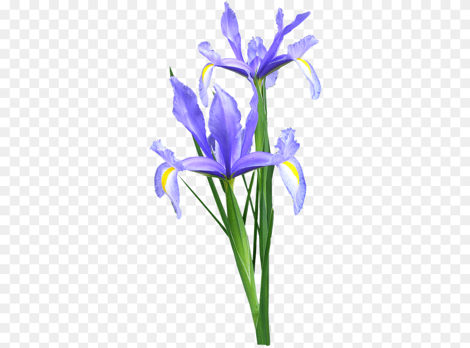 Iris Dutch Flowers Blue Iris Flower, Plant Free Png