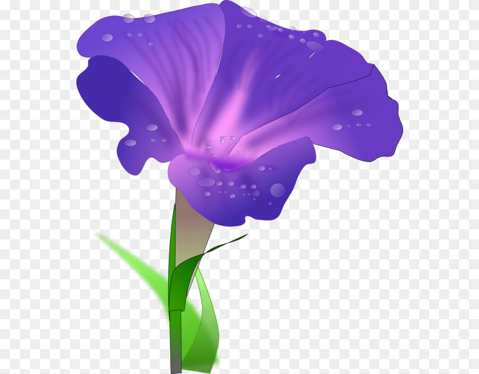 Iris Familyplantflower Morning Glory Flower Clipart, Petal, Plant, Purple, Person Png