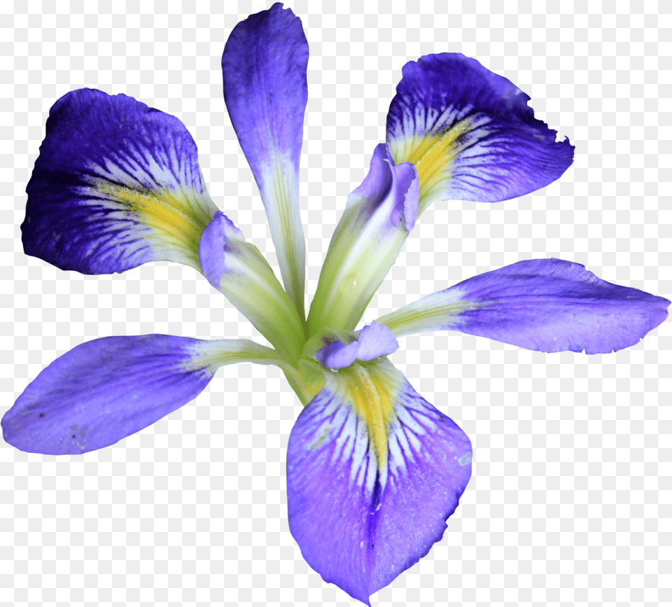Iris Flower, Petal, Plant Free Transparent Png