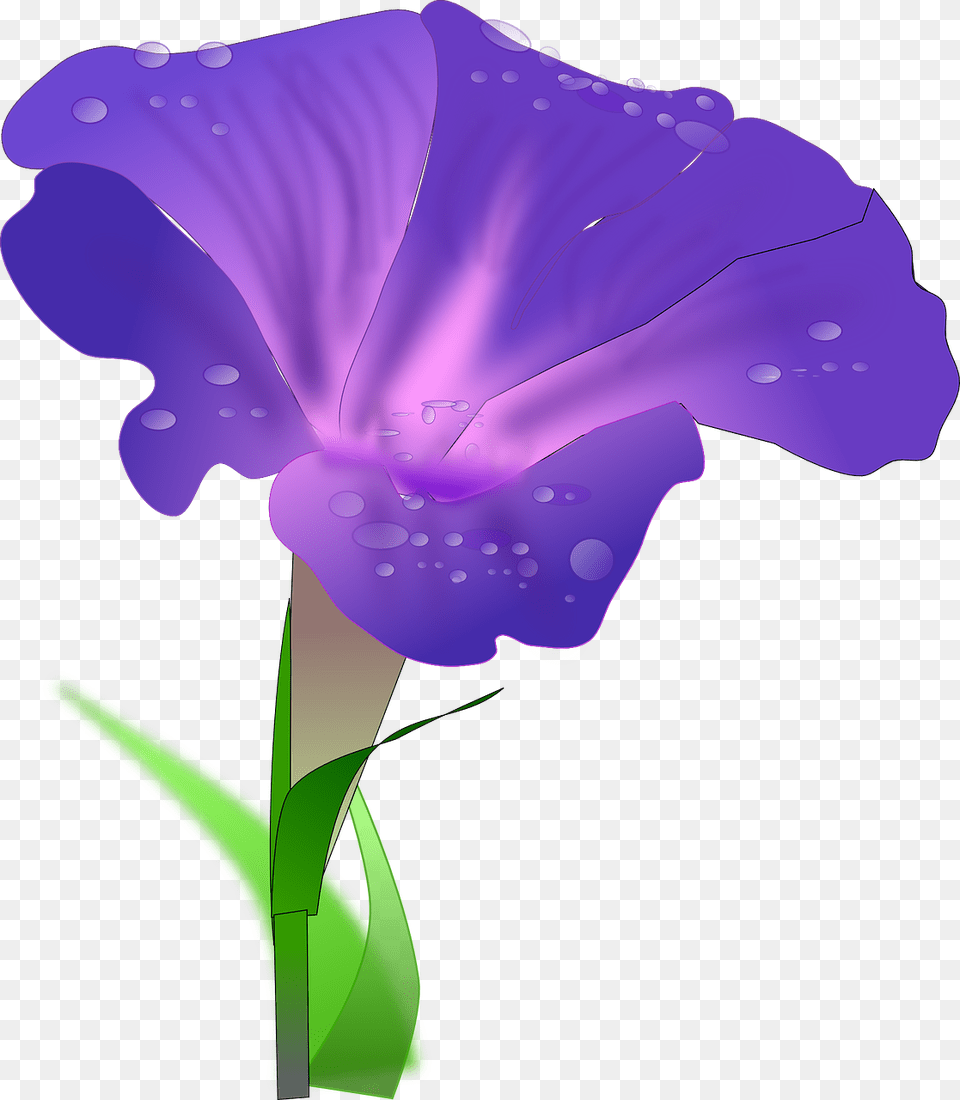 Iris Flower Clip Art Morning Glory Flower Clipart, Petal, Plant, Purple, Person Free Png Download