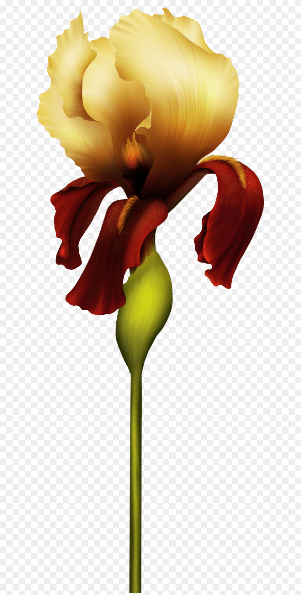 Iris Flower Clipart, Petal, Plant, Rose Free Png