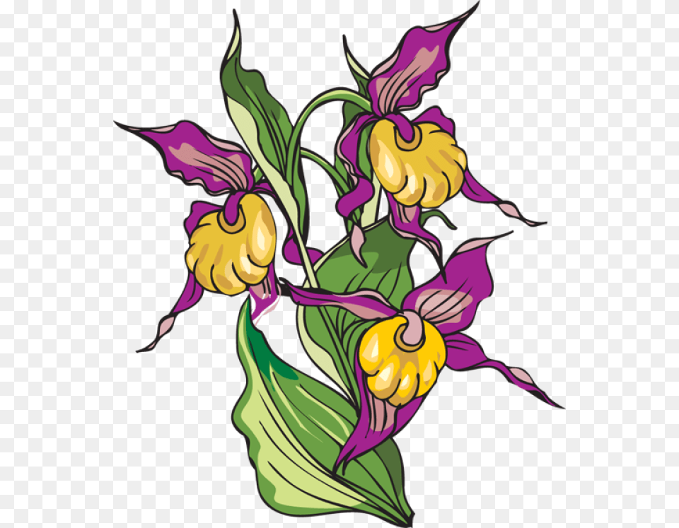 Iris Flower Clipart Yellow Lady39s Slipper, Art, Graphics, Plant, Floral Design Png Image