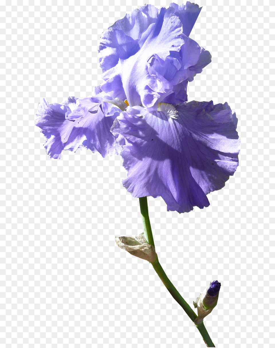 Iris Flower Dark Mauve Iris Flower Transparent, Plant, Geranium, Petal, Rose Free Png