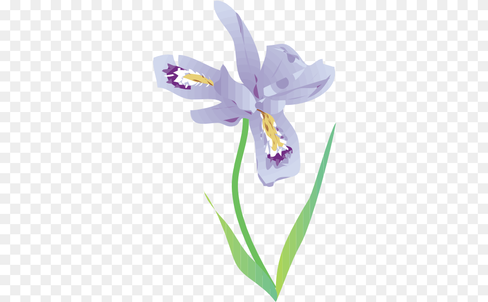 Iris Flower Download Dwarf Lake Iris Illustration, Plant, Person Png Image