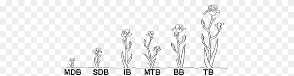 Iris Flower Drawing, Art, Person Png