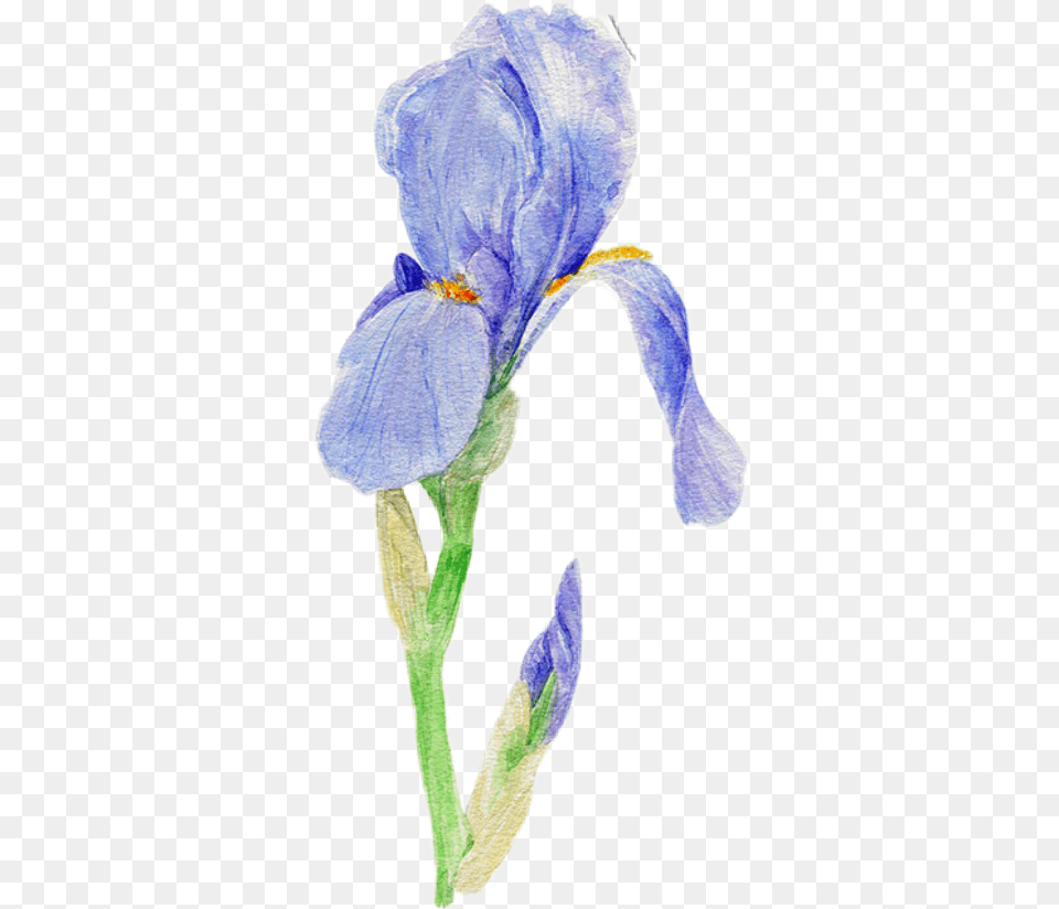 Iris Flower Flowers Blueflower Blueflowers Iris Versicolor, Petal, Plant, Person Free Transparent Png