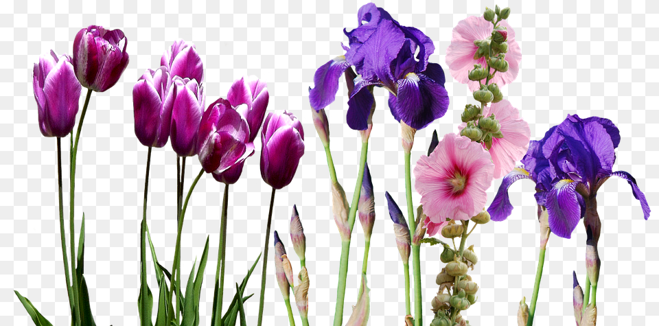 Iris Flower Hd Iris Flowers, Petal, Plant, Purple, Geranium Png