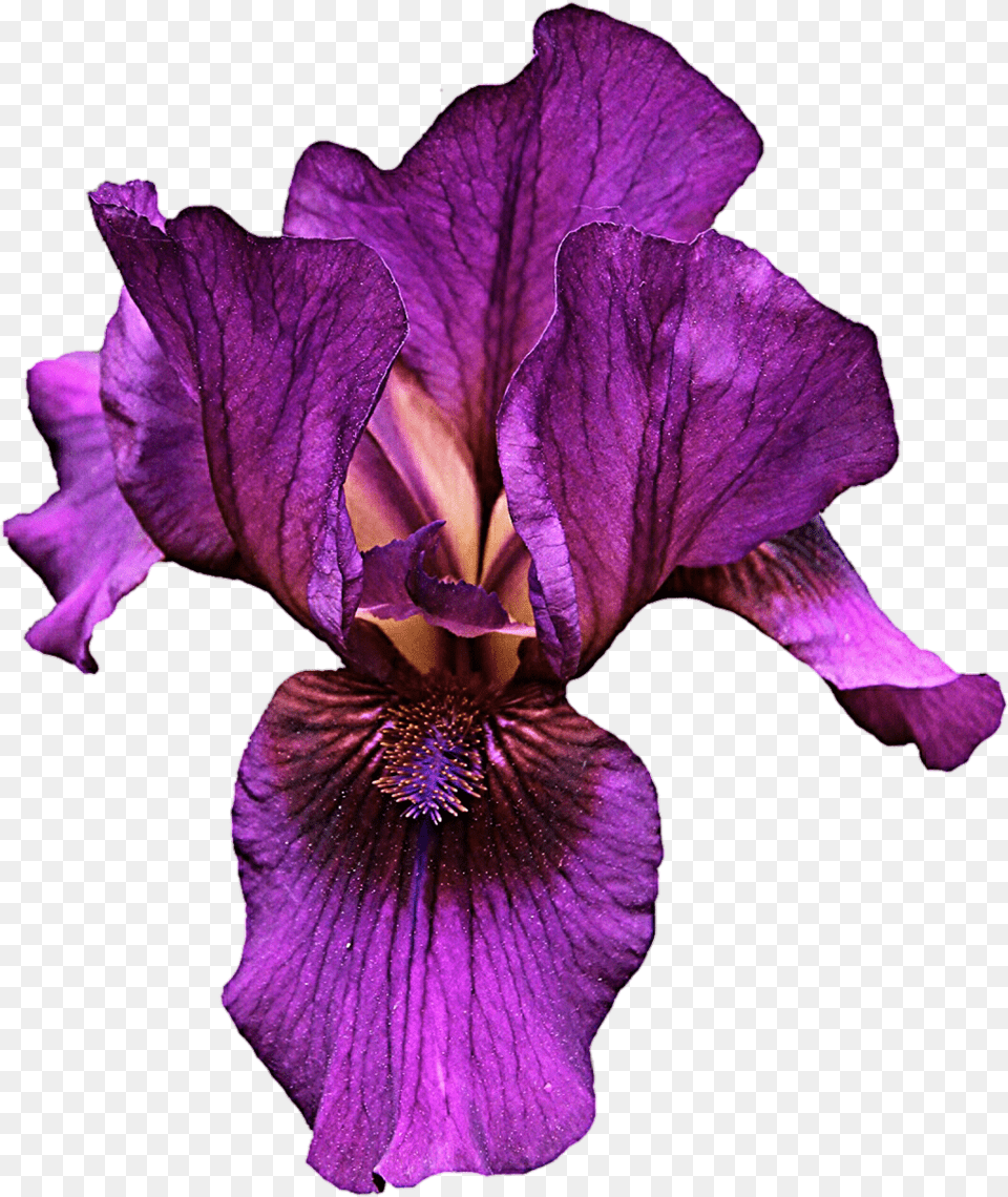 Iris Flower Hd Transparent Iris Flower Hd Images, Plant, Purple, Petal, Geranium Free Png Download