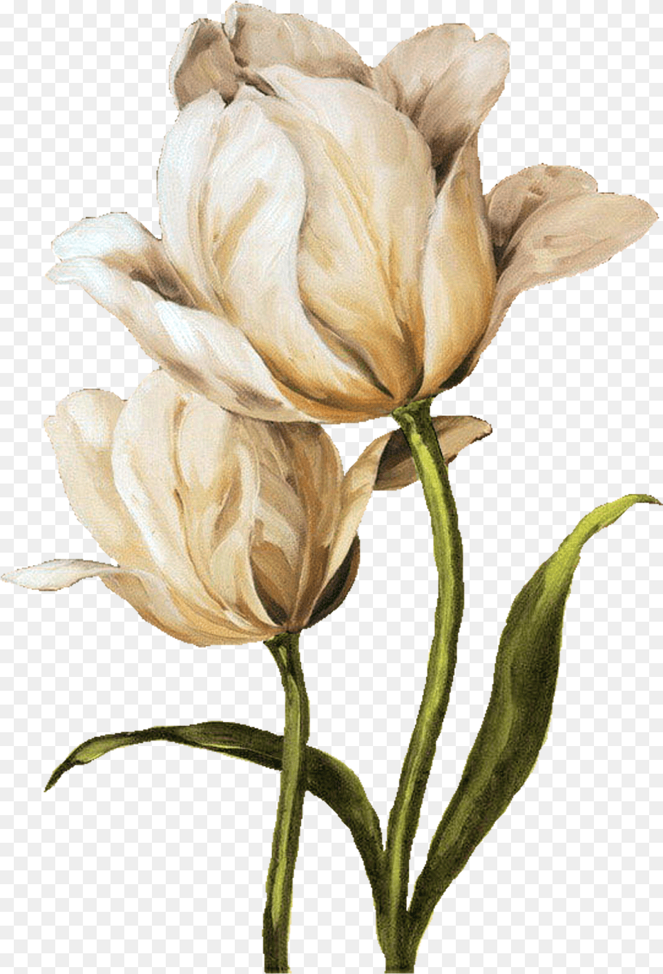 Iris Flower I Ekler Clipart Lisa Audit Young Oil Painted Flowers, Petal, Plant, Art, Painting Png Image