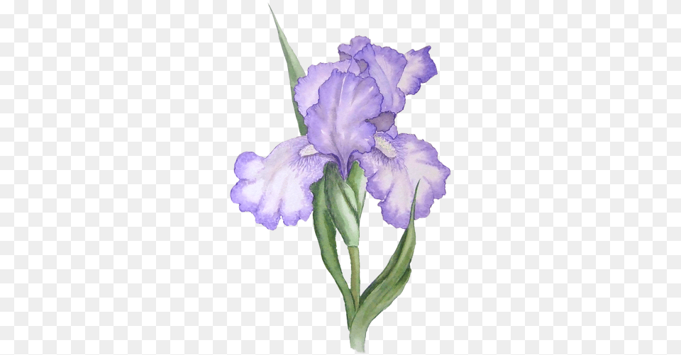 Iris Flower Iris Clipart, Plant, Person, Petal Free Png