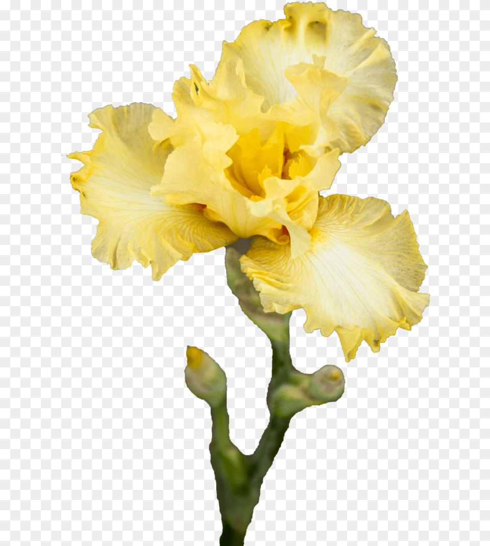 Iris Flower Iris Flower, Petal, Plant, Daffodil, Rose Free Png